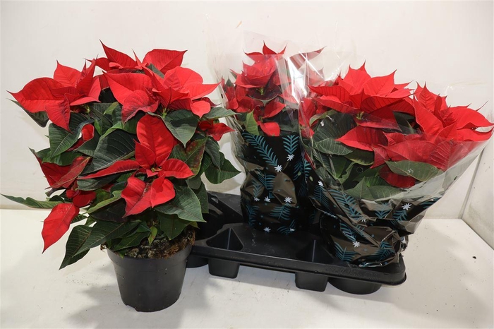 <h4>Euphor P Chr Feeling</h4>