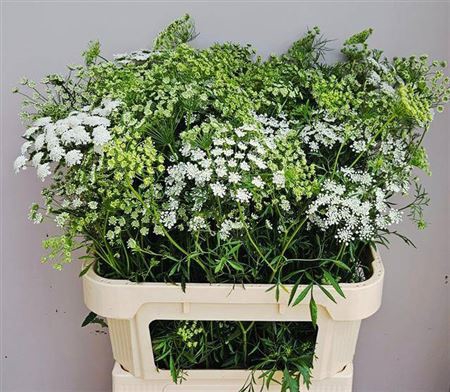 <h4>Ammi Majus Wilde 80</h4>