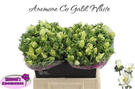 <h4>ANEM CO GALIL WIT</h4>