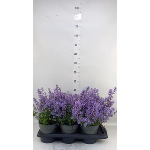Nepeta faassenii 'Purrsian Blue'