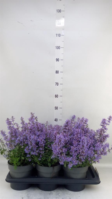 <h4>Nepeta faassenii 'Purrsian Blue'</h4>