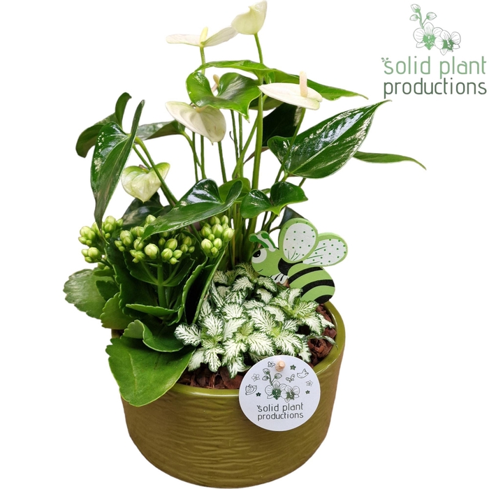 <h4>AT003 Loes Dark Green Anthurium</h4>
