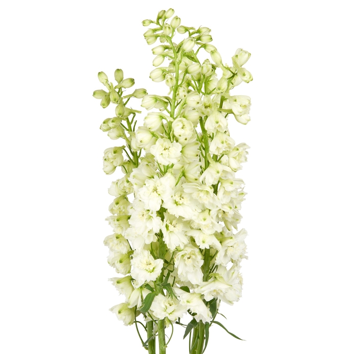 DELPHINIUM GUARDIAN WHITE Tessa