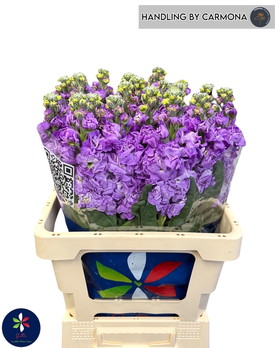 <h4>MATTH IRON BLUE</h4>