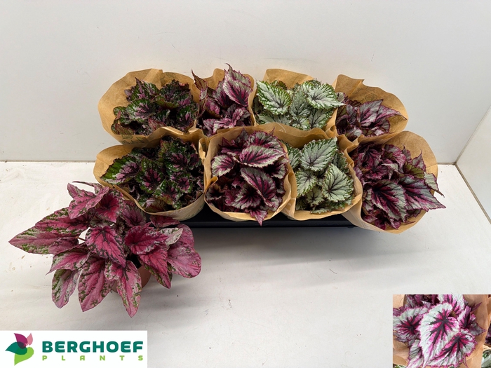 <h4>BEG BEL GEM</h4>