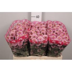 Chr S Aaa Doria Pink