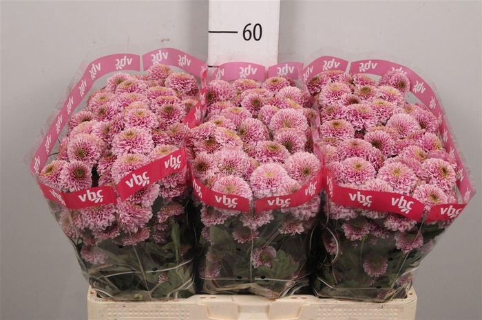 <h4>Chr S Aaa Doria Pink</h4>