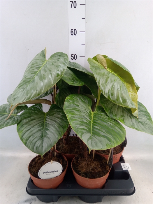 <h4>Philodendron   ...</h4>