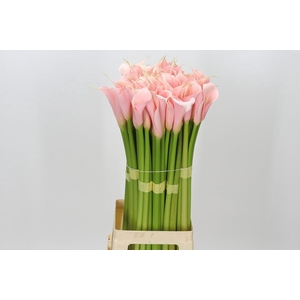 Zantedeschia Eydolls Salmon