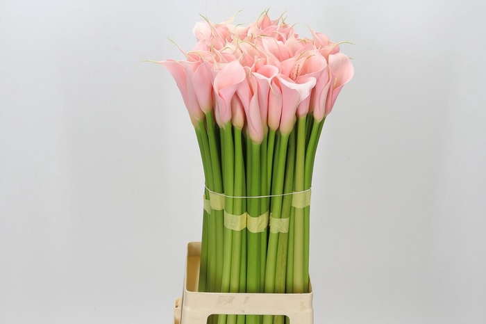 <h4>Zantedeschia Eydolls Salmon</h4>