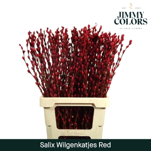 Salix Katjes L70 Red