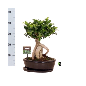 Ficus microcarpa 'Ginseng'