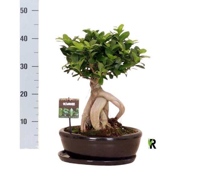<h4>Ficus microcarpa 'Ginseng'</h4>