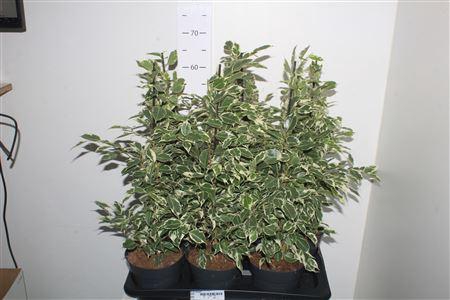 <h4>Fic Be Twilight</h4>