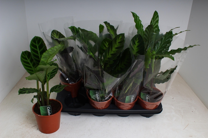 <h4>CALAT GEM 3 SRT</h4>