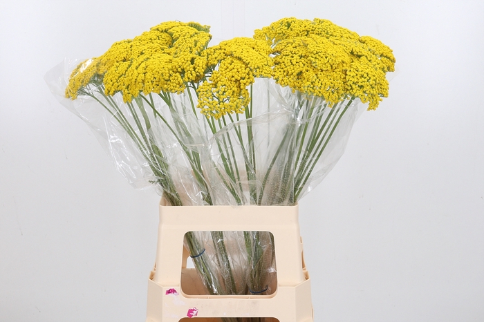 <h4>Achillea Park Variety</h4>