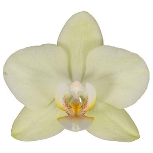 Flower Symphony | 108841 | Phalaenopsis 3 spike