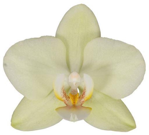 <h4>Flower Symphony | 108841 | Phalaenopsis 3 spike</h4>