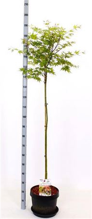 <h4>Acer Palmatum</h4>
