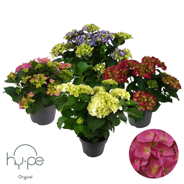 <h4>Hydrangea Mophead Mix 7+ | Hy-pe Original</h4>