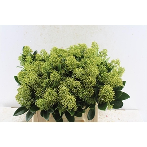 Skimmia Mag Finchy