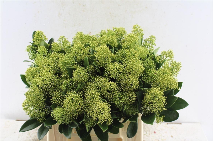 <h4>Skimmia Mag Finchy</h4>