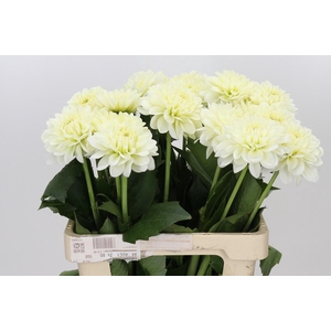 Dahlia White Wonder