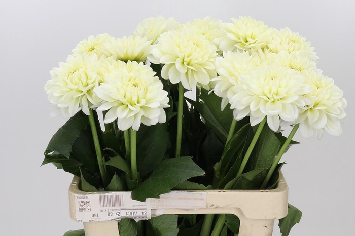<h4>Dahlia White Wonder</h4>