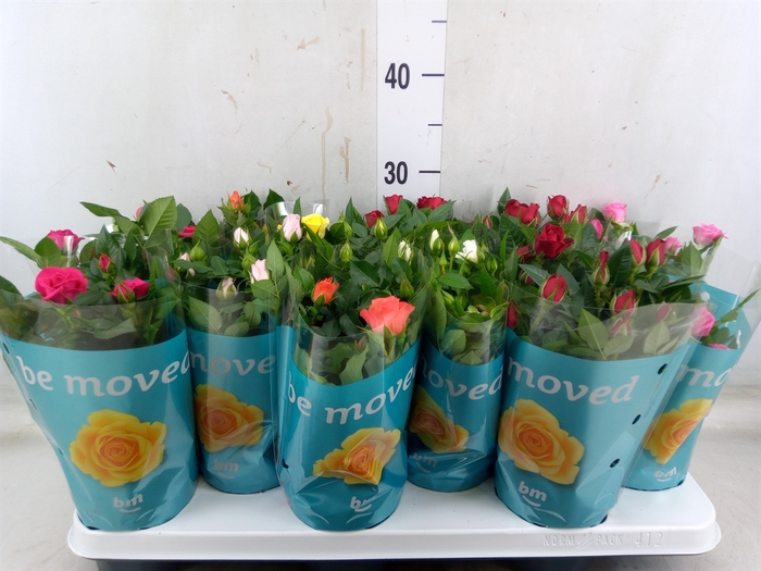 <h4>Rosa  'Beau Monde'   ...mix</h4>