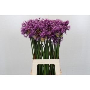 Allium Early Emperor