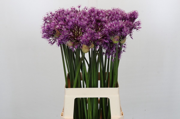 <h4>Allium Early Emperor</h4>