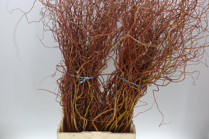 <h4>Salix Bunches</h4>