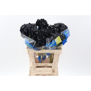 Hydr Black Tinted Select