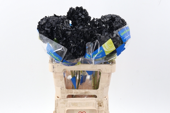 <h4>Hydr Black Tinted Select</h4>