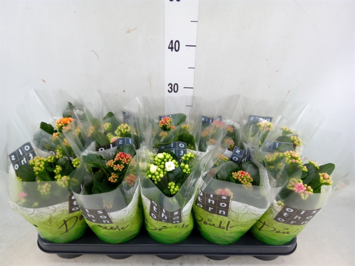 <h4>Kalanchoe blos.   ..rosebud mix  5</h4>