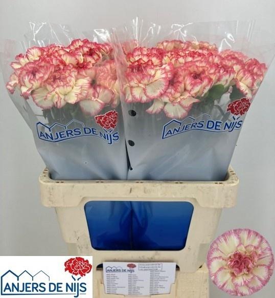 <h4>DI ST SPRITZ</h4>