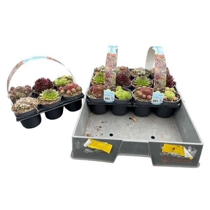 SEMPERVIVUM MIX 6-PACK P9