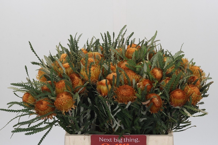 <h4>BANKSIA FORMOSA</h4>
