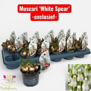 MUSCAR WHITE SPEAR