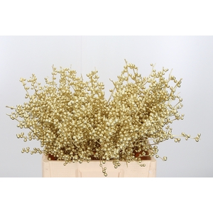 Ilex Kl Bh Goud