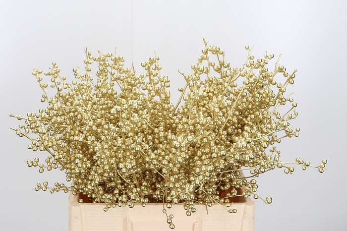 <h4>Ilex Kl Bh Goud</h4>