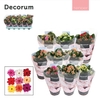 Kalanchoe Decorum TENDER - Serenity mix