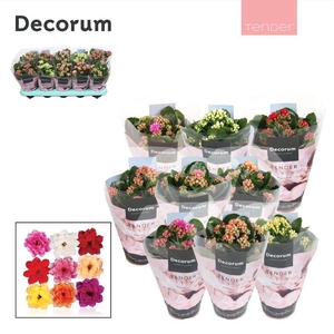Kalanchoe Decorum TENDER - Serenity mix
