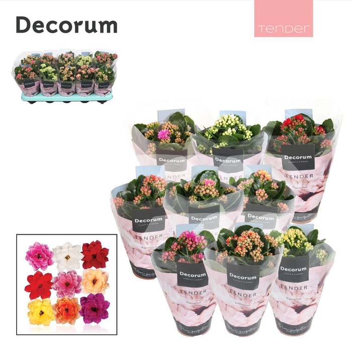 Kalanchoe Decorum TENDER - Serenity mix