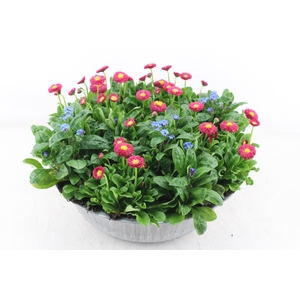 arr4 Outdoor AH - Zink schaal perkgoed