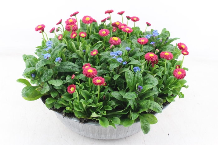 <h4>arr4 Outdoor AH - Zink schaal perkgoed</h4>