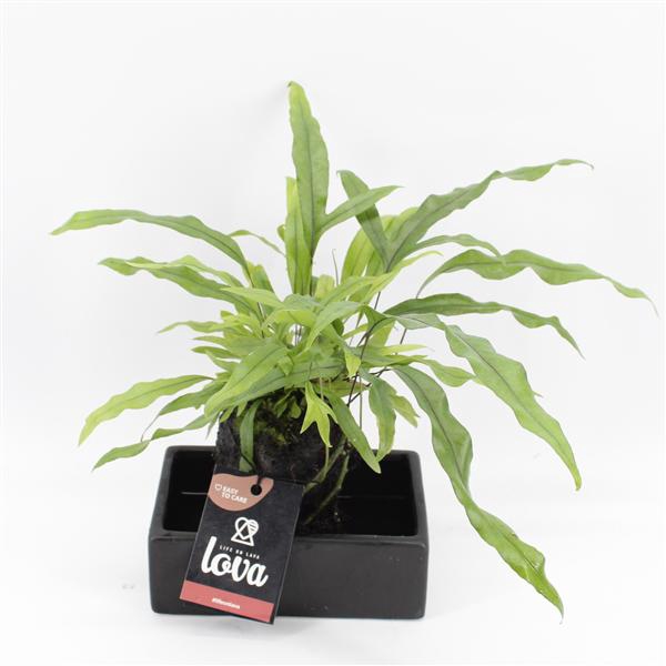 <h4>Lova Diversifolium</h4>