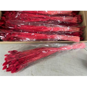 Df Phalaris Bs Red 100g