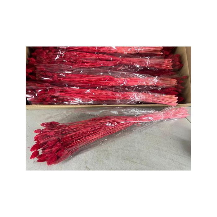 <h4>Df Phalaris Bs Red 100g</h4>