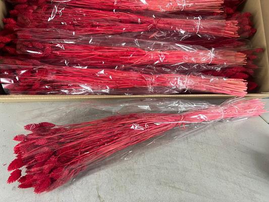 Df Phalaris Bs Red 100g